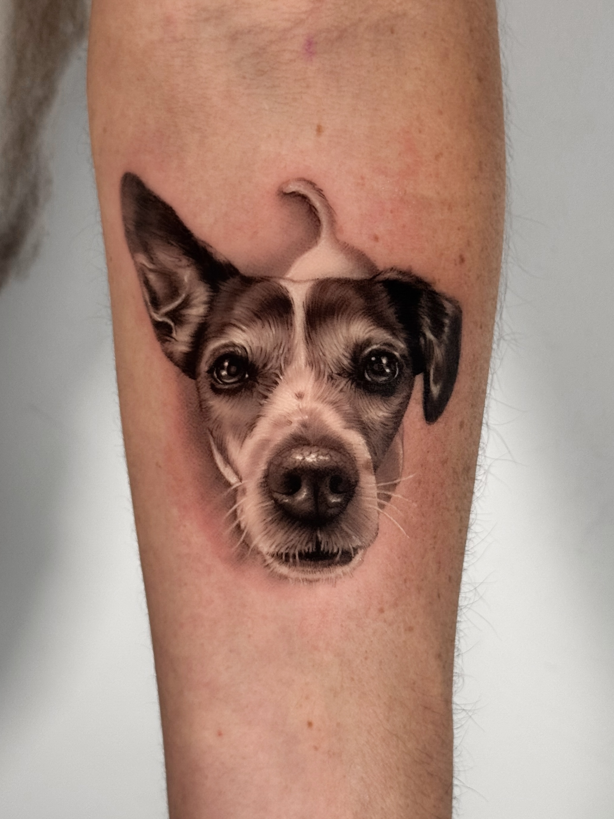 Retrato de Lola, mascota en microrrealismo